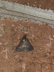 Tetanolita mynesalis