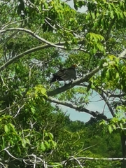 Cathartes burrovianus