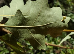 Atrusca clavuloides