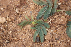 Neptunia dimorphantha