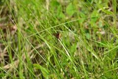 Epelis truncataria