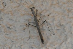 Litaneutria ocularis