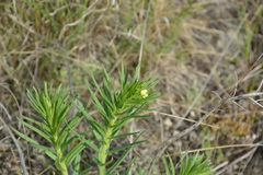 Lithospermum ruderale
