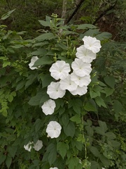 Ipomoea lottiae