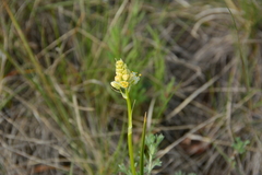 Toxicoscordion venenosum