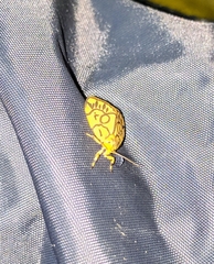 Miltochrista synestramena