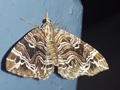 Lobogonodes multistriata