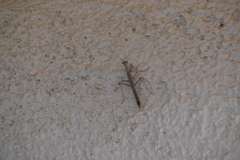 Litaneutria ocularis