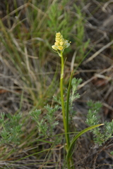 Toxicoscordion venenosum