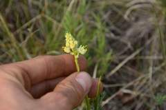 Toxicoscordion venenosum