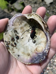 Purpuricenus humeralis
