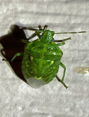 Banasa euchlora