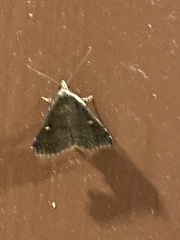 Tetanolita mynesalis