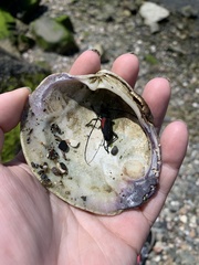 Purpuricenus humeralis