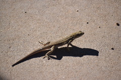 Uta stansburiana elegans