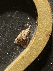 Platynota idaeusalis