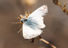 Heliopetes ericetorum