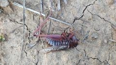 Gampsocleis sedakovii