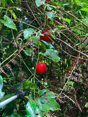 Trichosanthes pubera