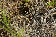 Cicindela tranquebarica