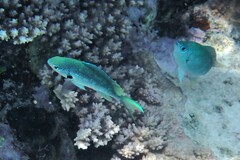 Chromis atripectoralis
