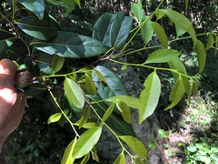 Diospyros fasciculosa