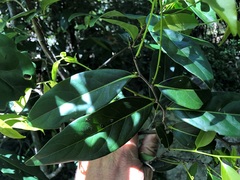 Diospyros fasciculosa