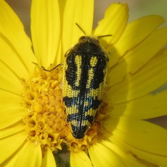Acmaeodera amplicollis