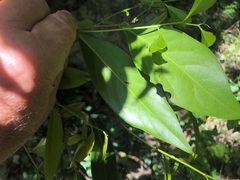 Diospyros fasciculosa