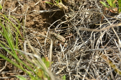Cicindela tranquebarica