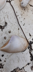 Donacidae