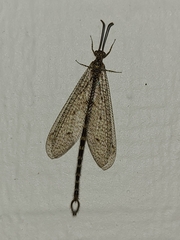 Brachynemurus