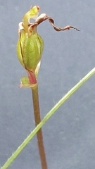 Cyrtostylis robusta