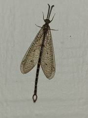 Brachynemurus