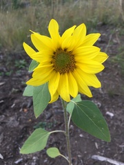 Helianthus annuus