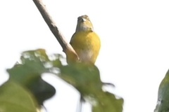 Euphonia minuta