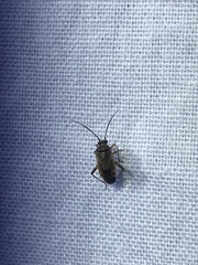 Polymerus
