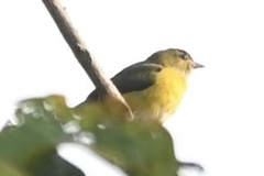 Euphonia minuta