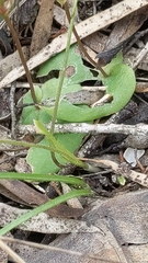 Cyrtostylis robusta