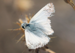 Heliopetes ericetorum