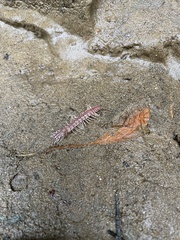 Nearctodesmidae