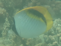 Chaetodon lineolatus