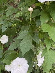 Ipomoea lottiae