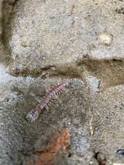 Nearctodesmidae
