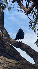 Corvus coronoides perplexus