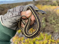 Thamnophis elegans terrestris