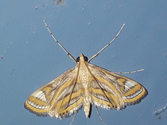 Eoophyla