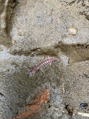 Nearctodesmidae
