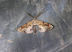 Hypochrosis pyrrhophaeata