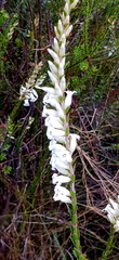 Epacris obtusifolia